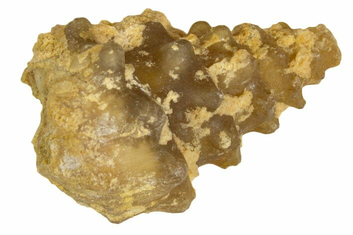 Agatized Gastropod (Cerithium?) Fossil - Morocco #338032